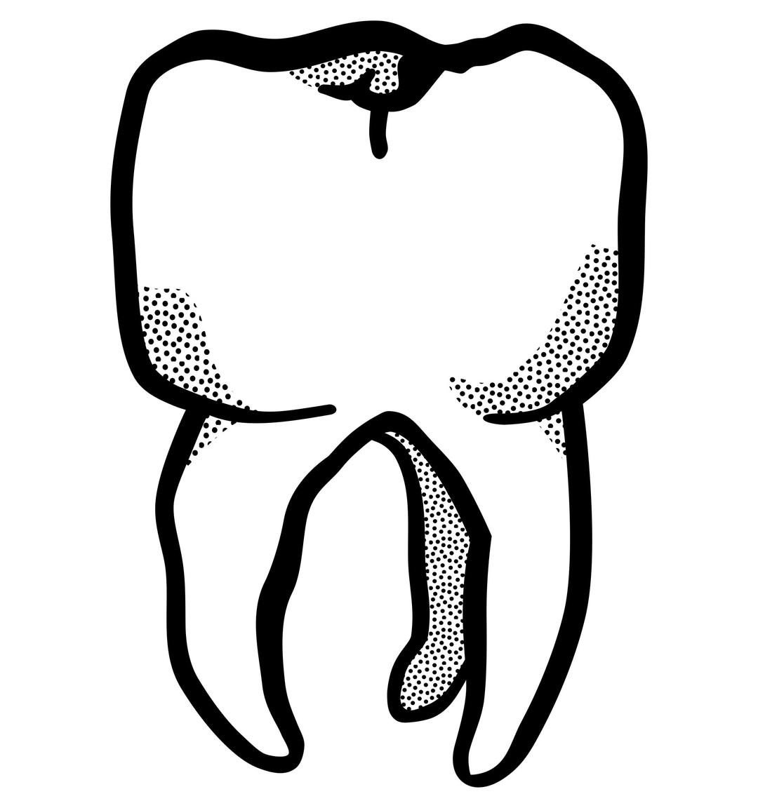 tooth - lineart png transparent
