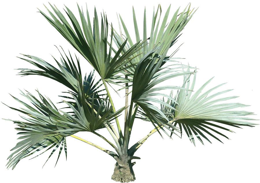 Top Palm Tree png transparent