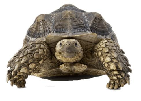 Tortoise Front View png transparent