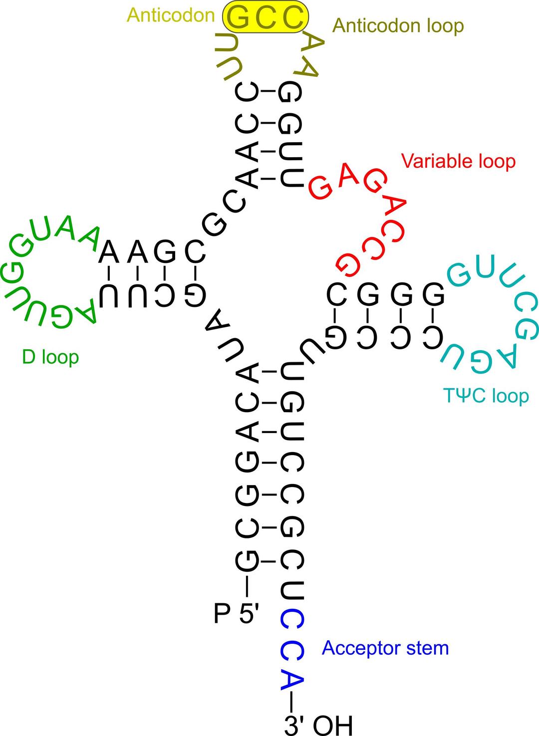 Transfer RNA 2 png transparent