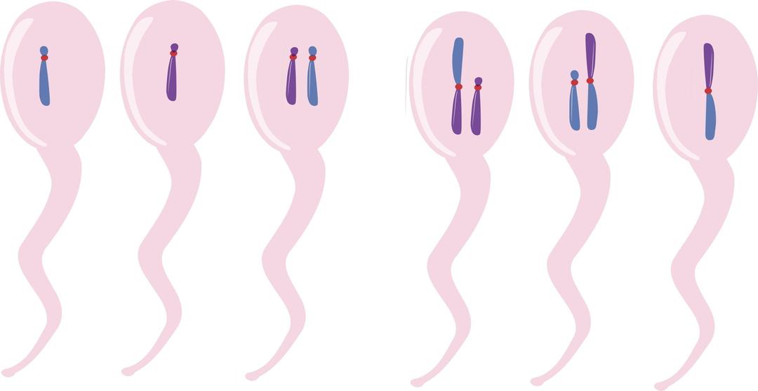 Translocação cromossômica png transparent