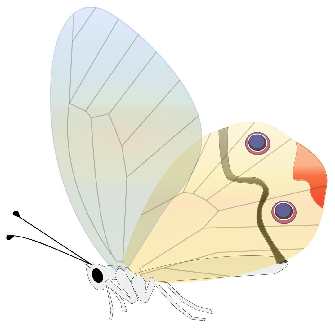 transp butterfly png transparent