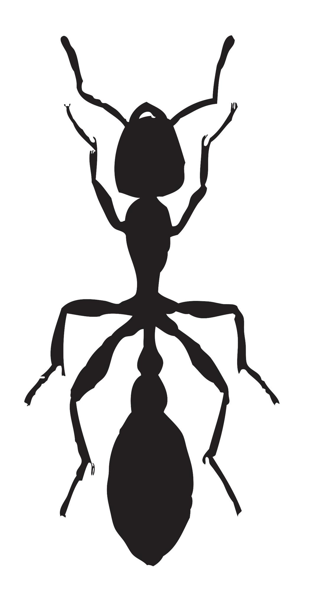 Tree ant png transparent