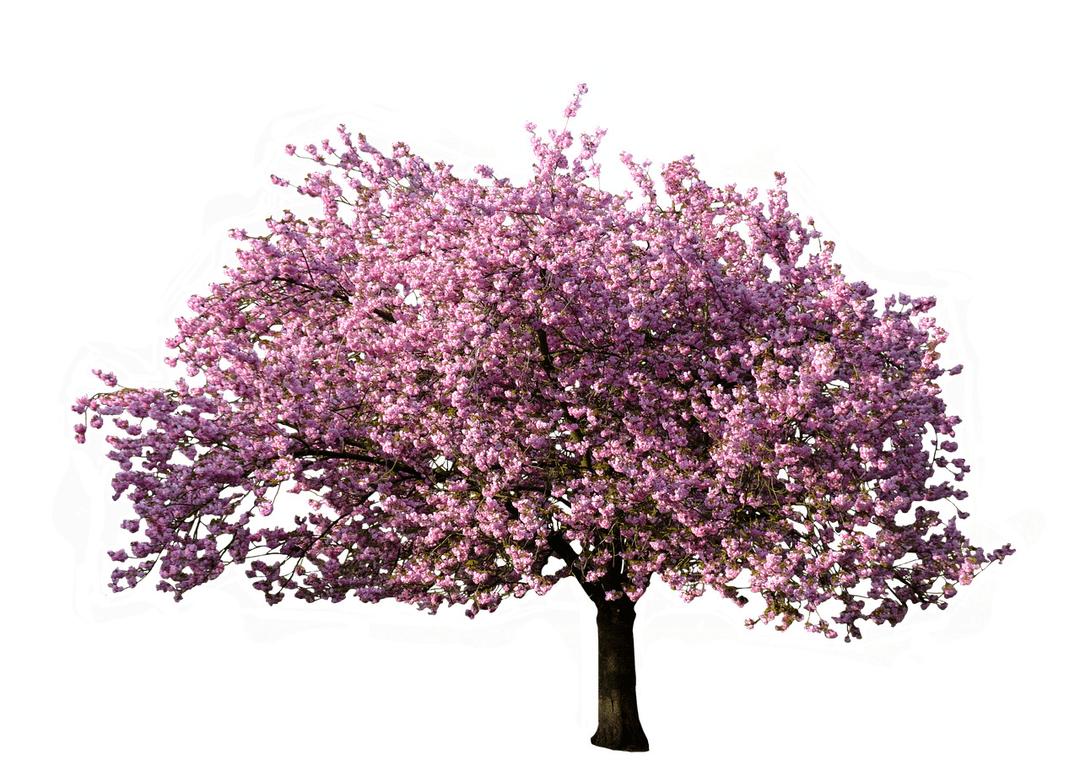 Tree Blossoming In Spring png transparent