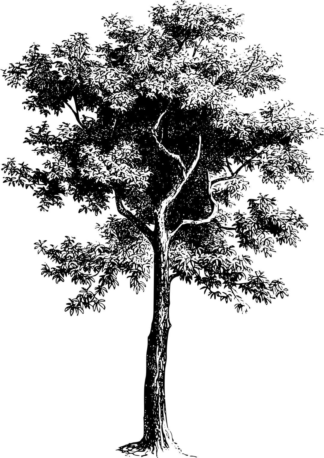 Tree (diospyros ebenum) png transparent