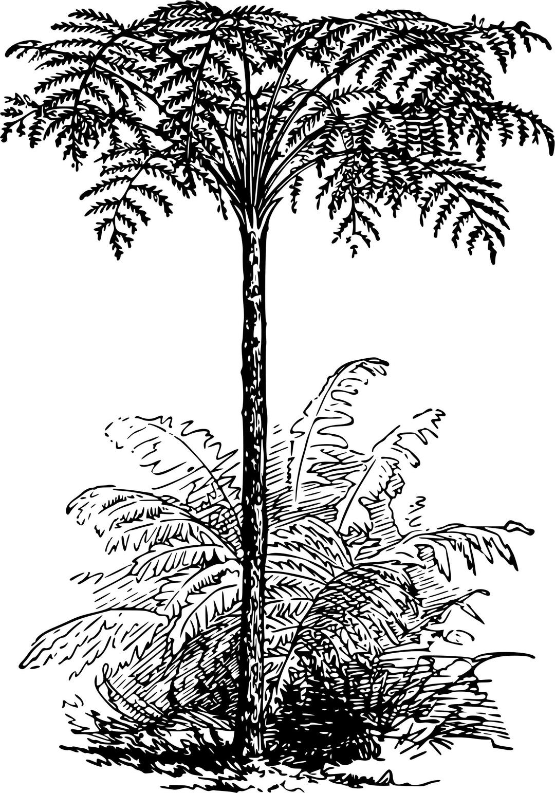 Tree fern png transparent