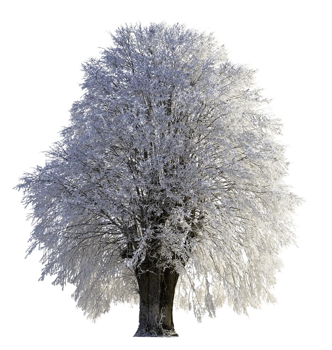 Tree Full Of Snow png transparent