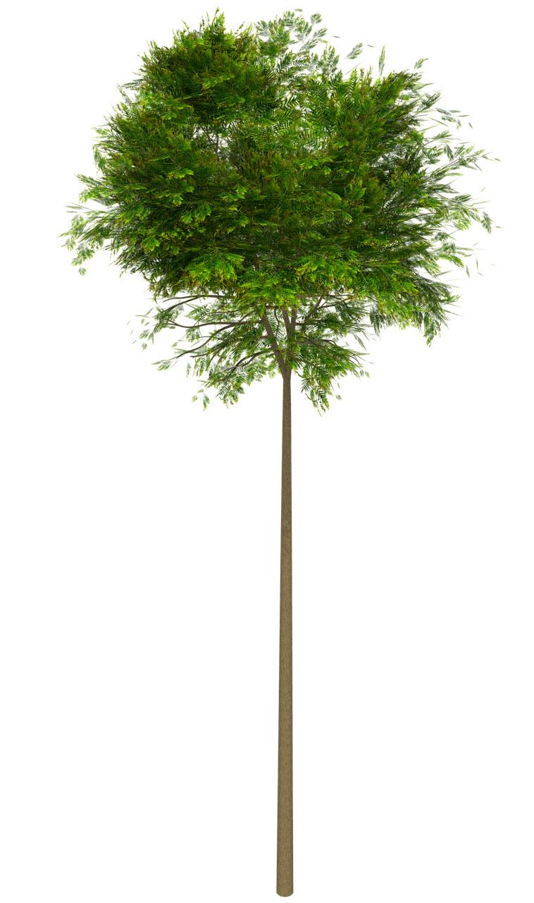 Tree High Leaves png transparent