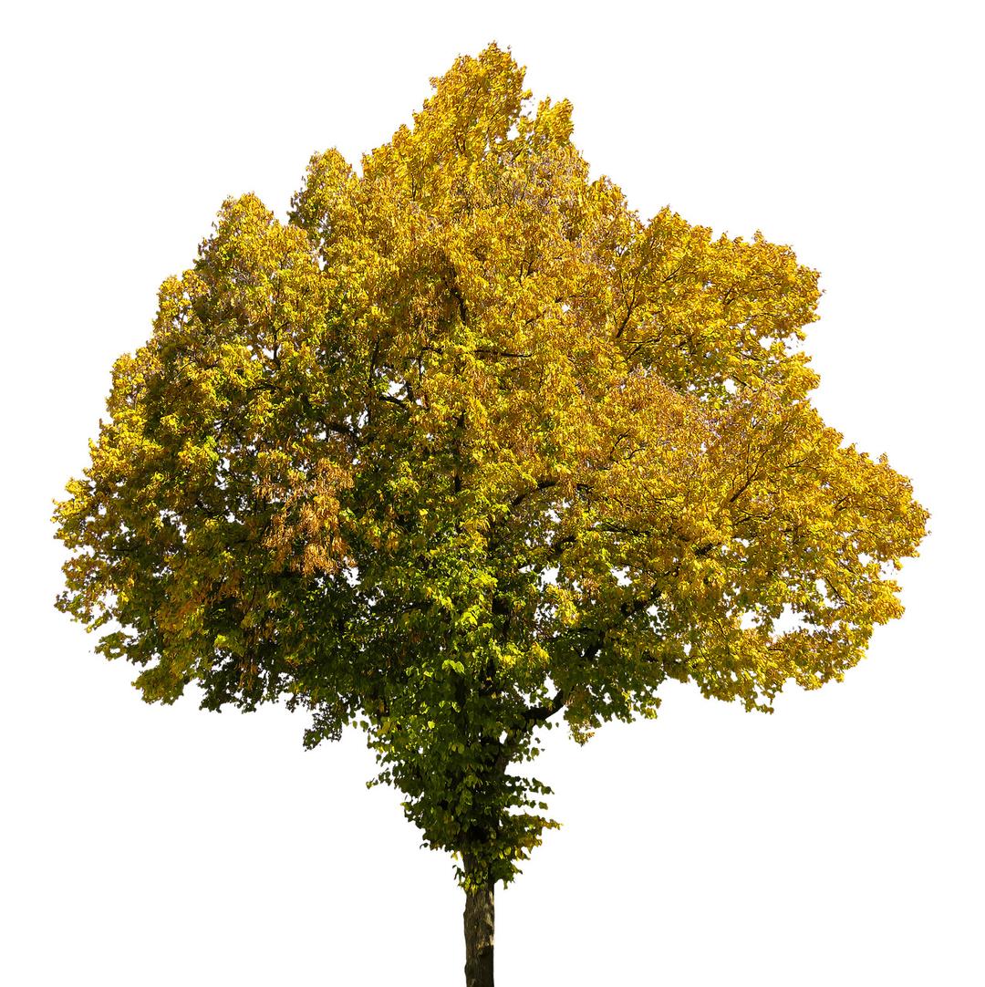 Tree In Autumn png transparent
