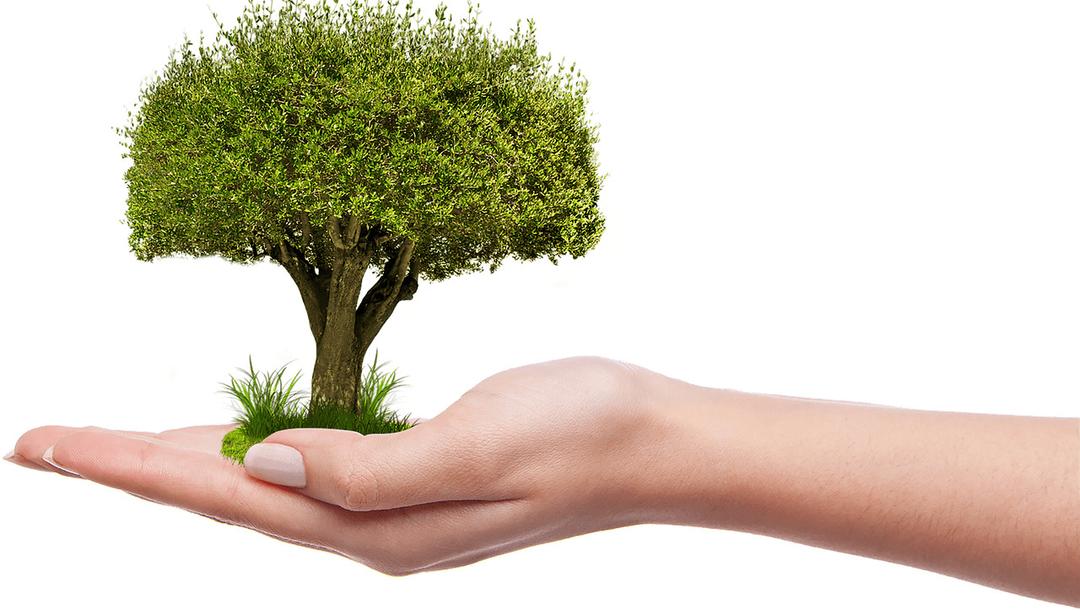 Tree on Hand png transparent