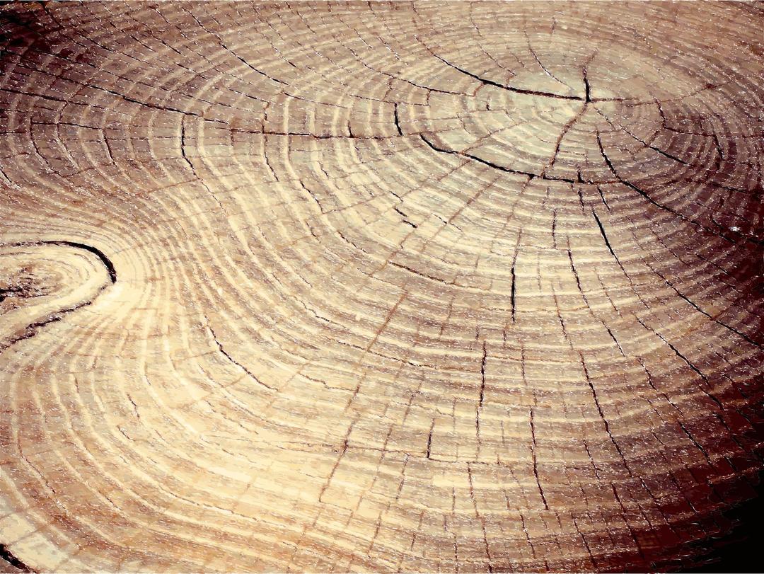 Tree Stump Cracks png transparent