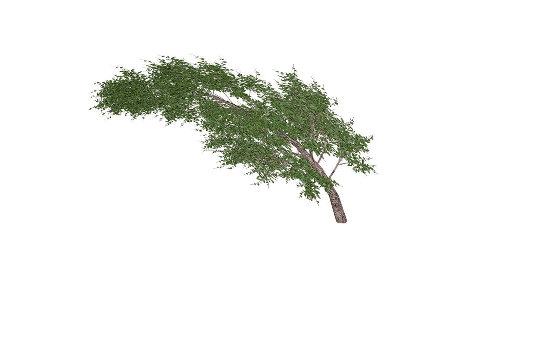 Tree Waving In Wind png transparent