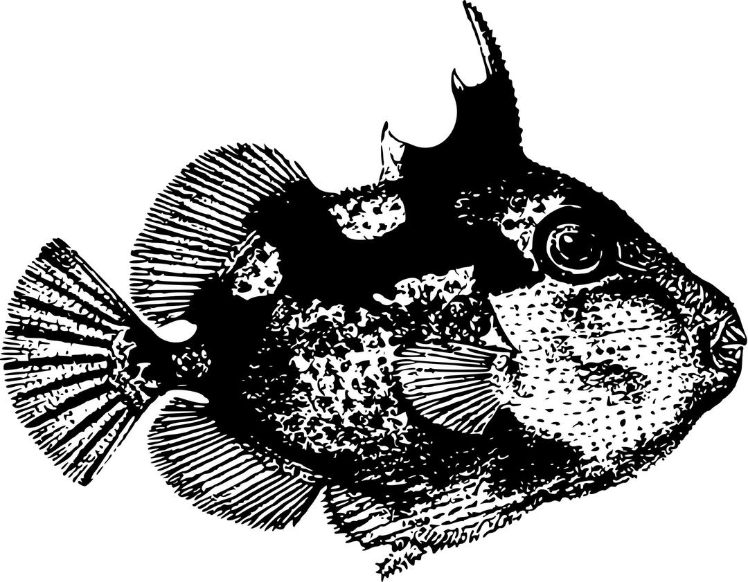 Triggerfish png transparent