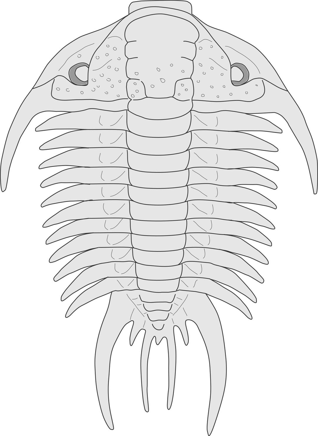 Trilobite - Paraceraurus png transparent