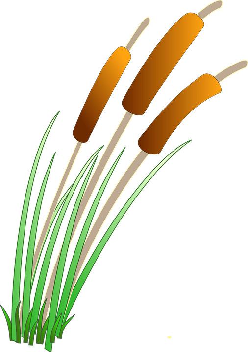 Triple Reed png transparent