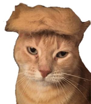 Trump Cat png transparent