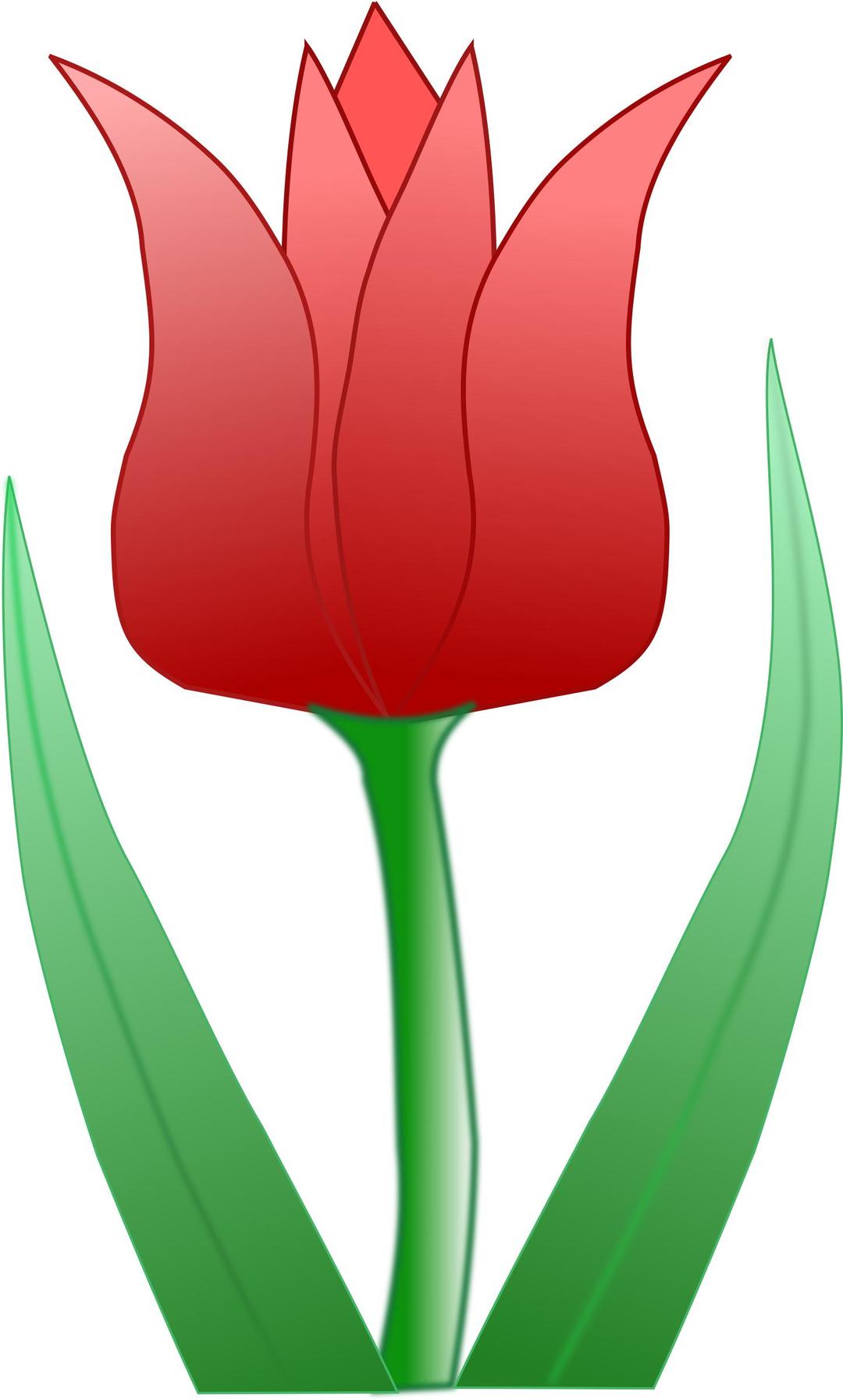 tulipa png transparent