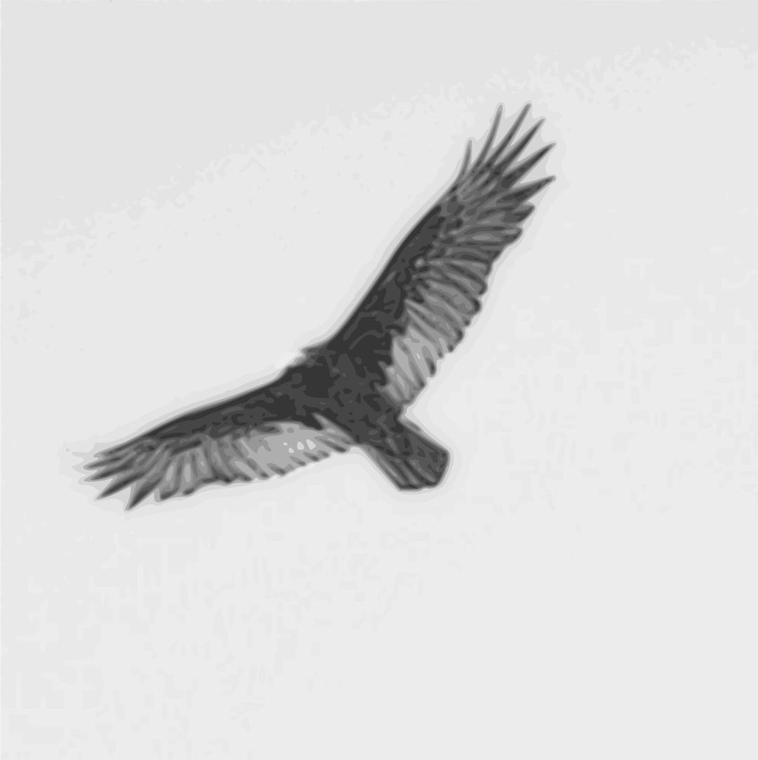 Turkey vulture in flight png transparent