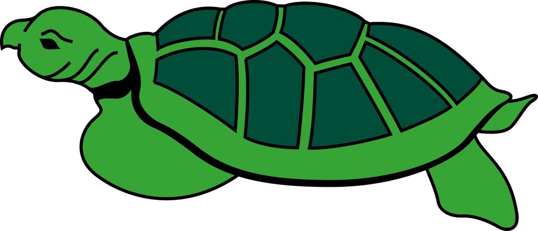 Turtle 2 png transparent