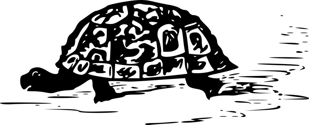 turtle drawing png transparent