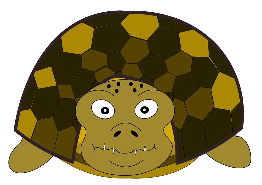 Turtle front png transparent