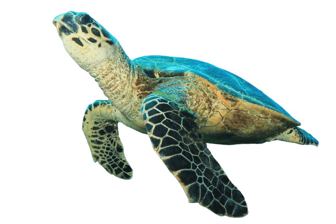 Turtle Looking Up png transparent