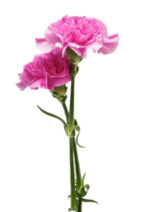 Two Carnations png transparent