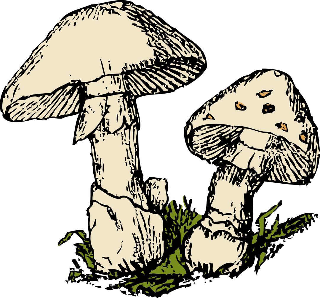 two mushrooms png transparent