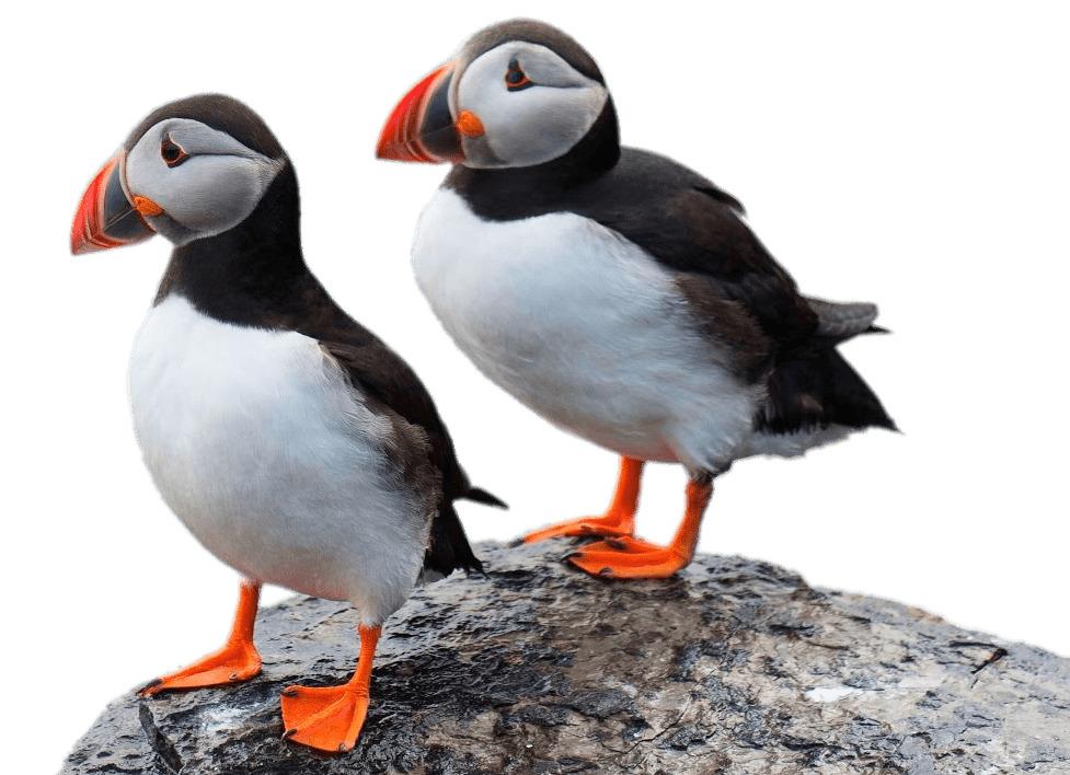 Two Puffins on A Rock png transparent