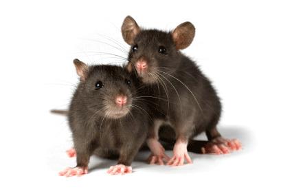Two Rats png transparent