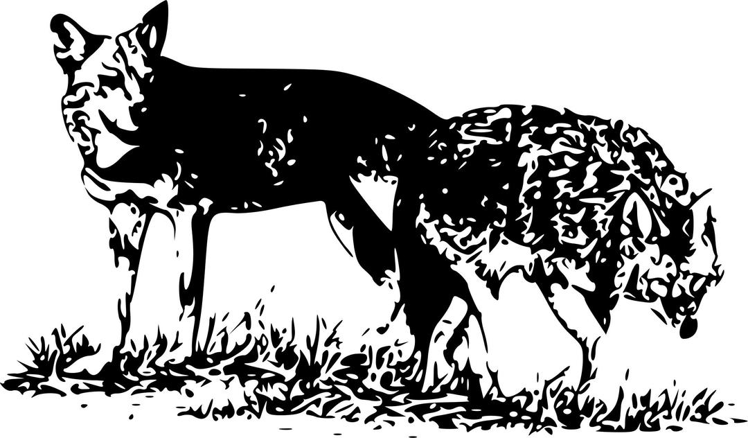 Two wolves png transparent
