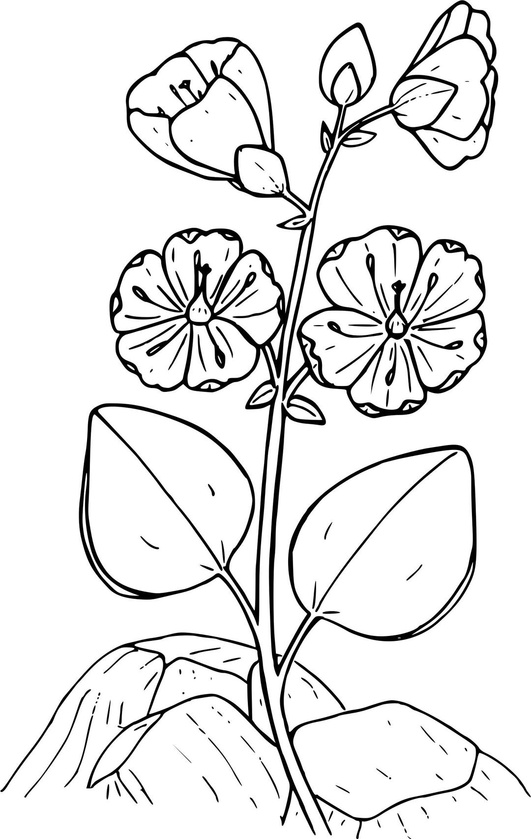 Umbellate spring beauty png transparent