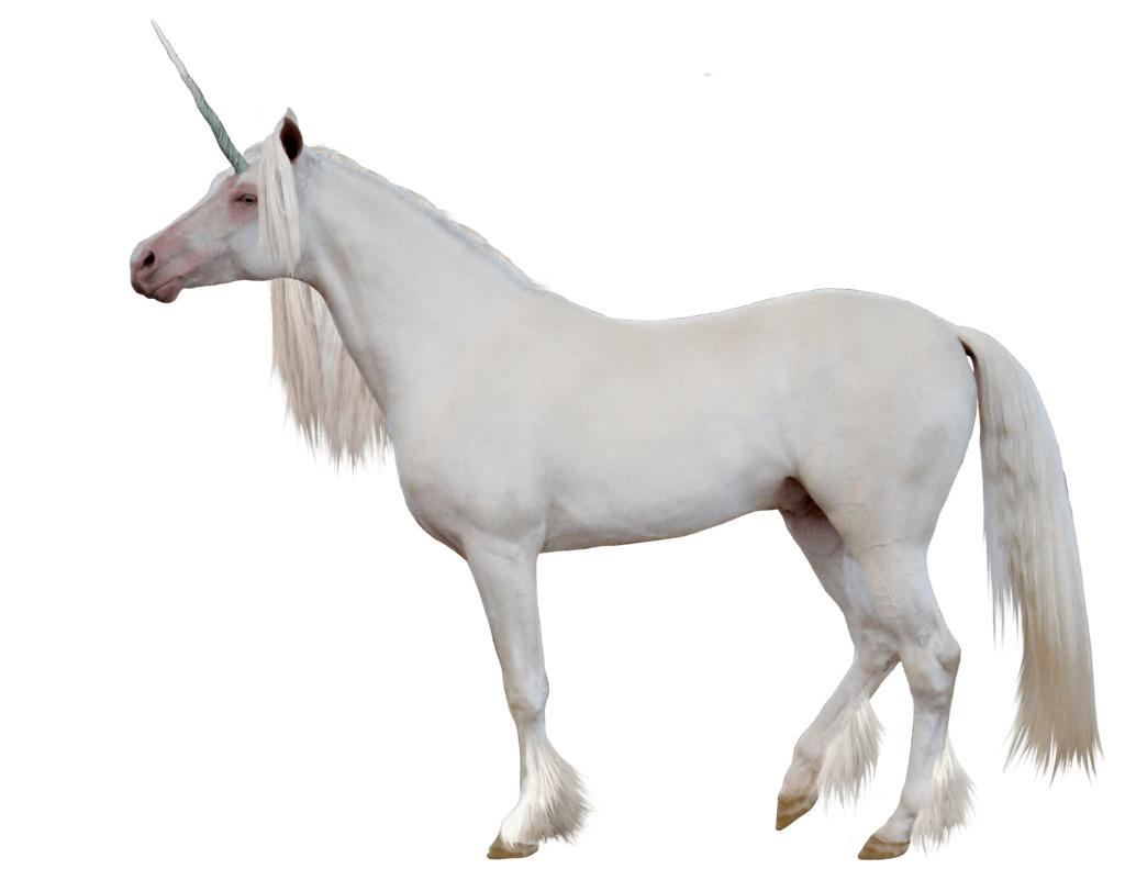Unicorn Sideview png transparent