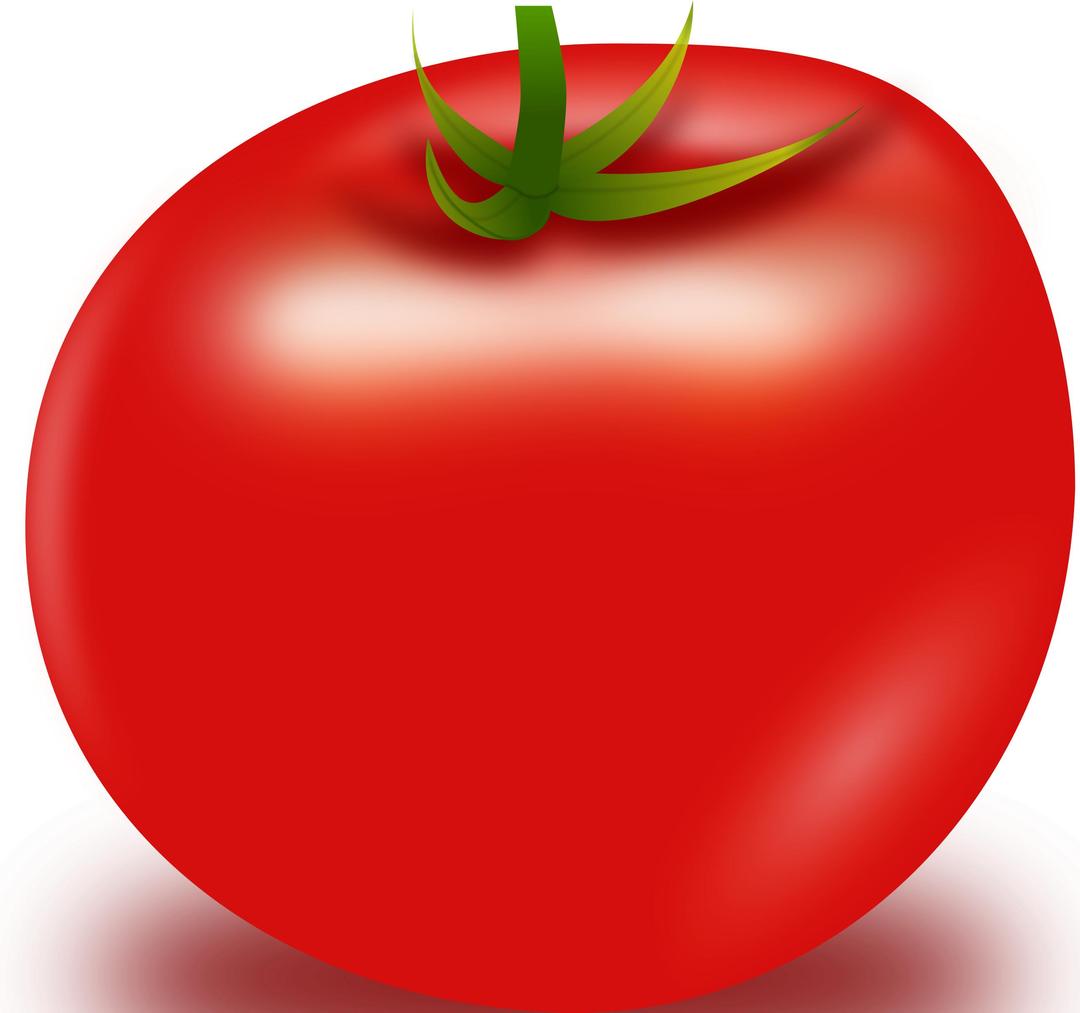 Vector Tomato png transparent
