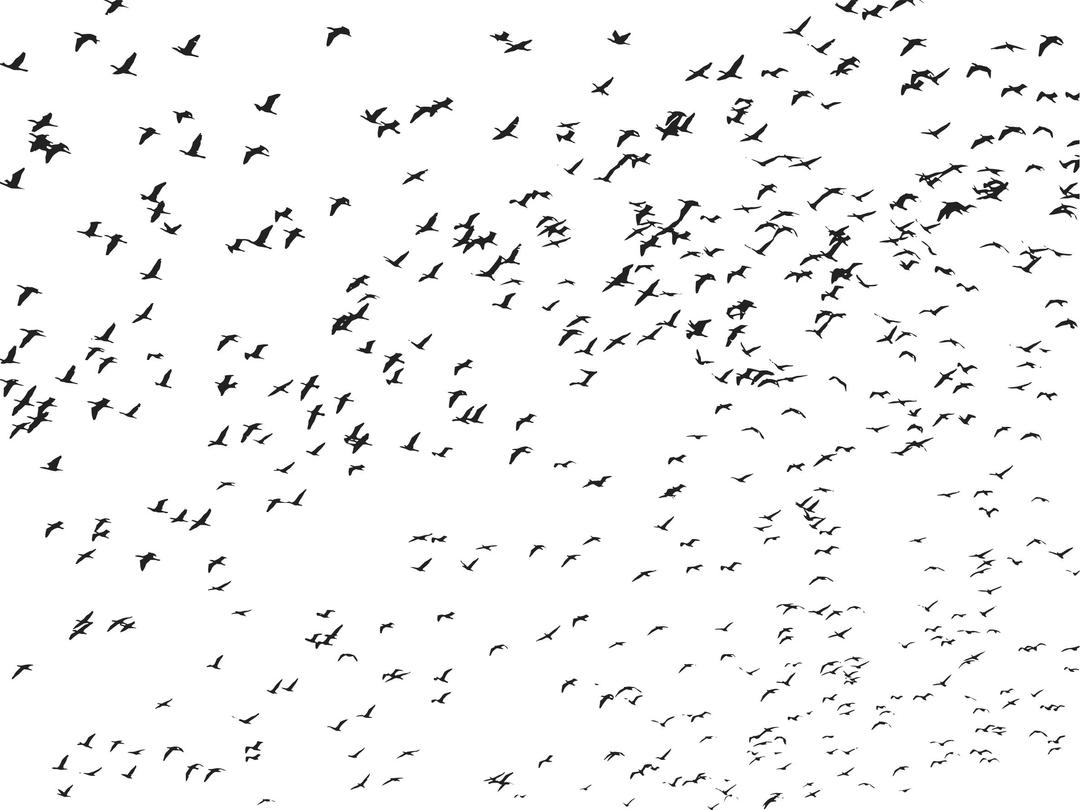 Very Large Flock Of Flying Birds png transparent