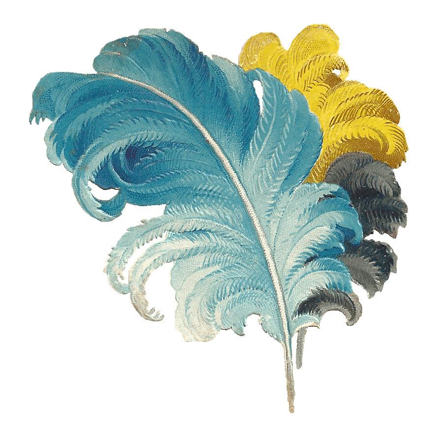 Victorian Feather Drawing Blue Yellow Black png transparent