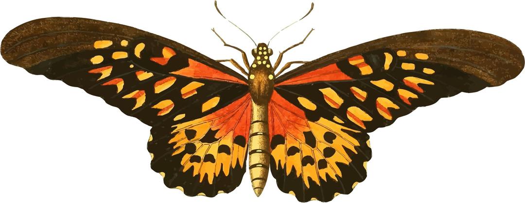 Vintage Butterfly Illustration png transparent