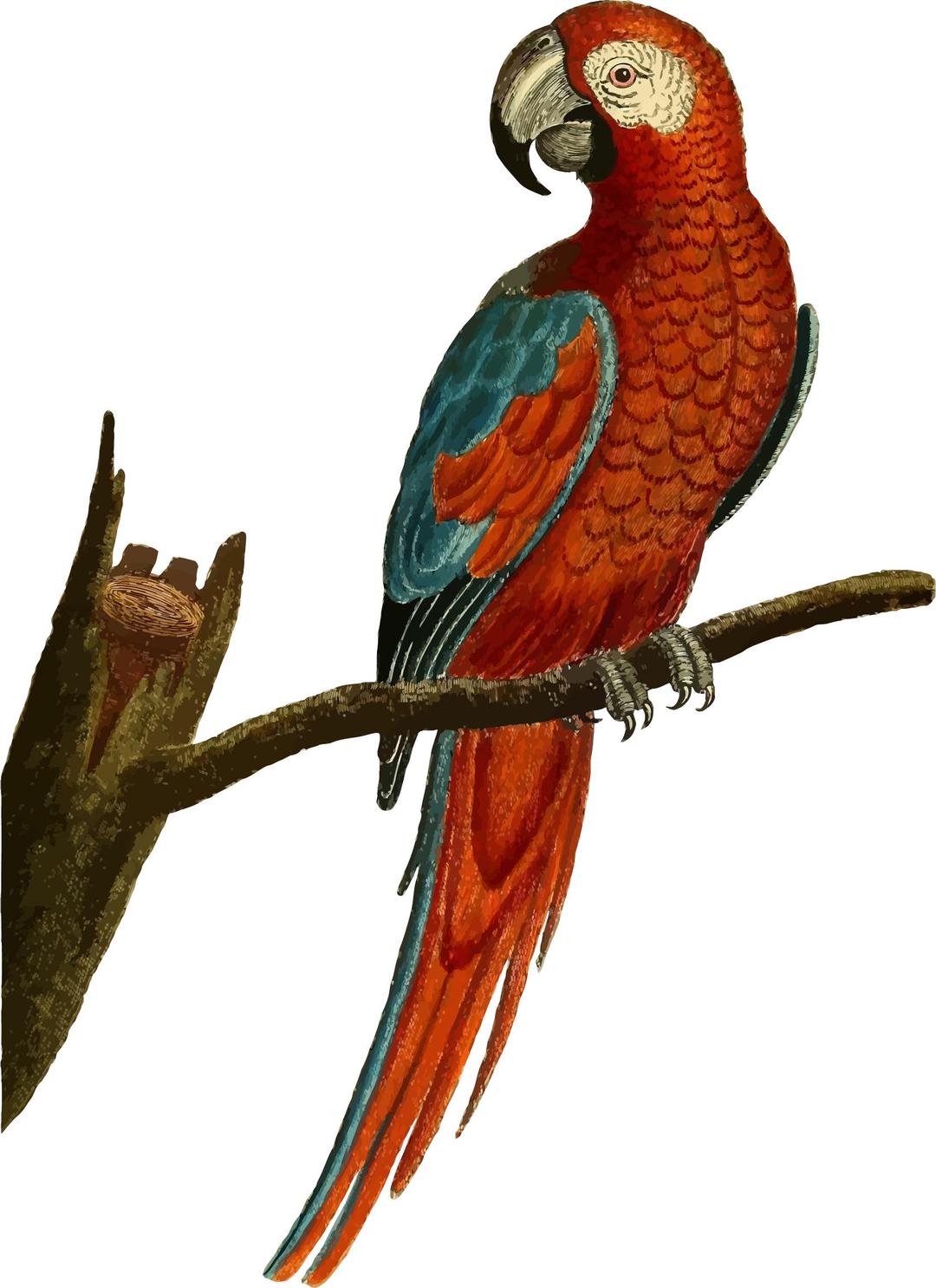 Vintage Deep Red Parrot Illustration png transparent