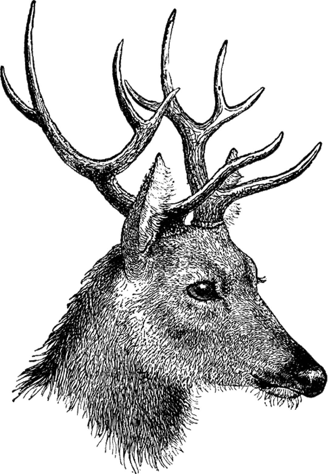Vintage Deer Head png transparent