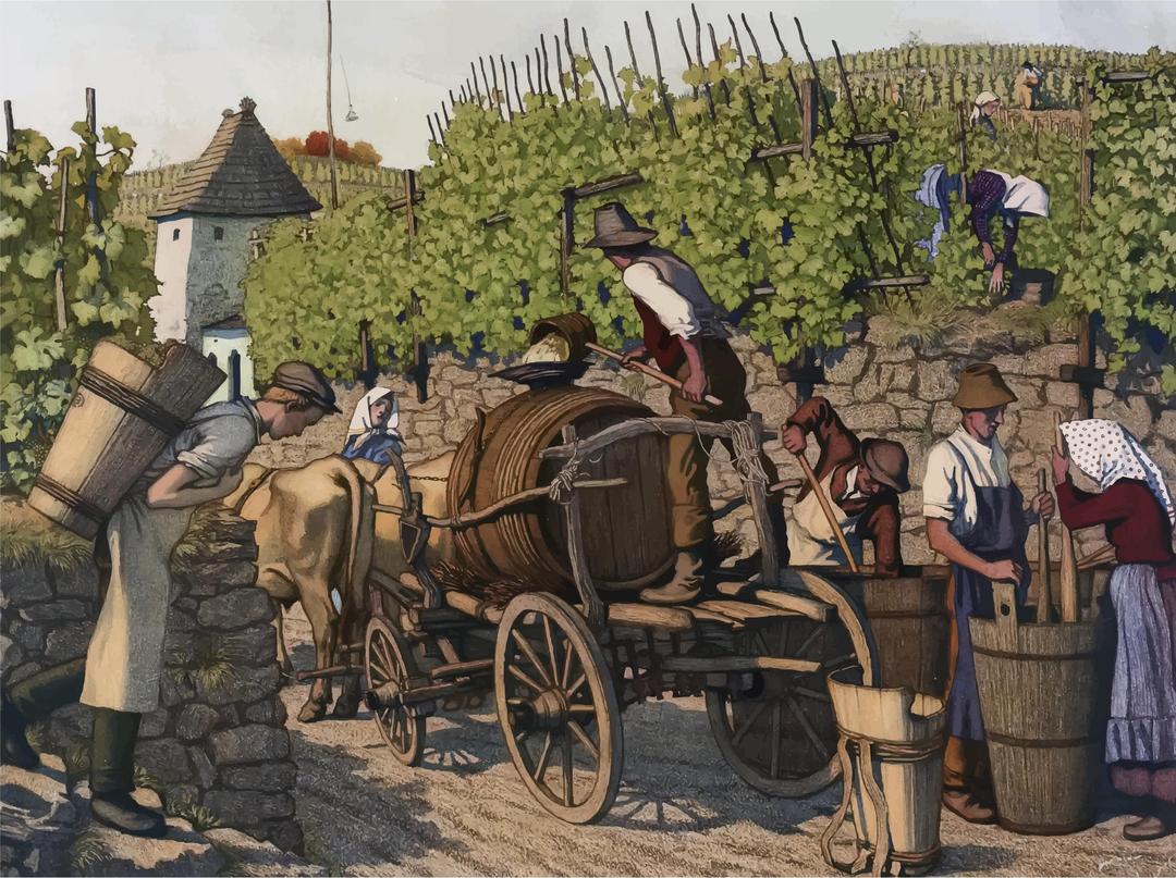 Vintage Harvesting Grapes Illustration png transparent