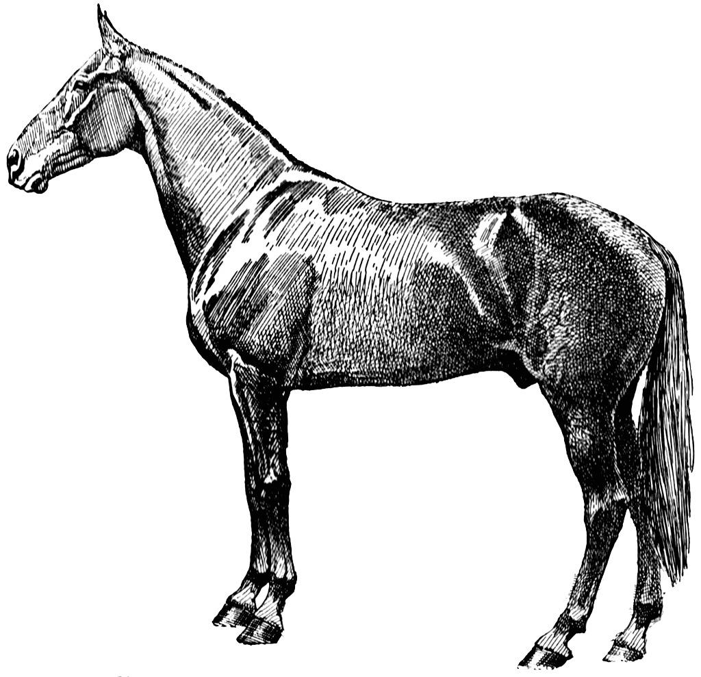 Vintage Horse Silhouette png transparent
