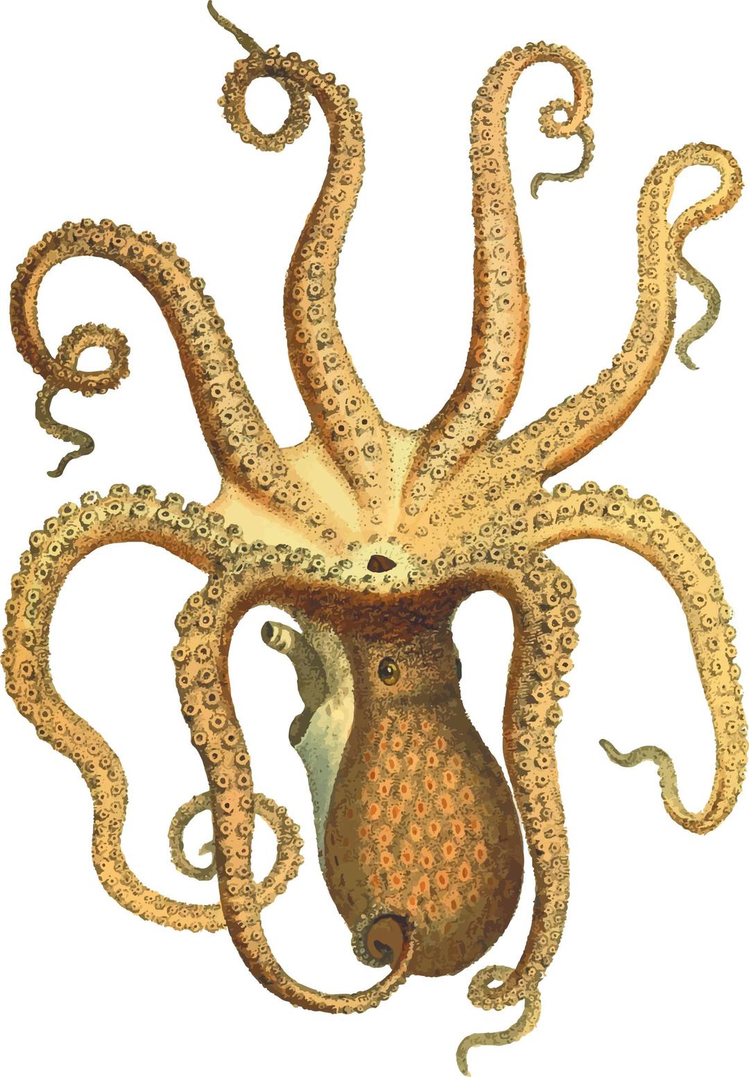 Vintage Octopus png transparent