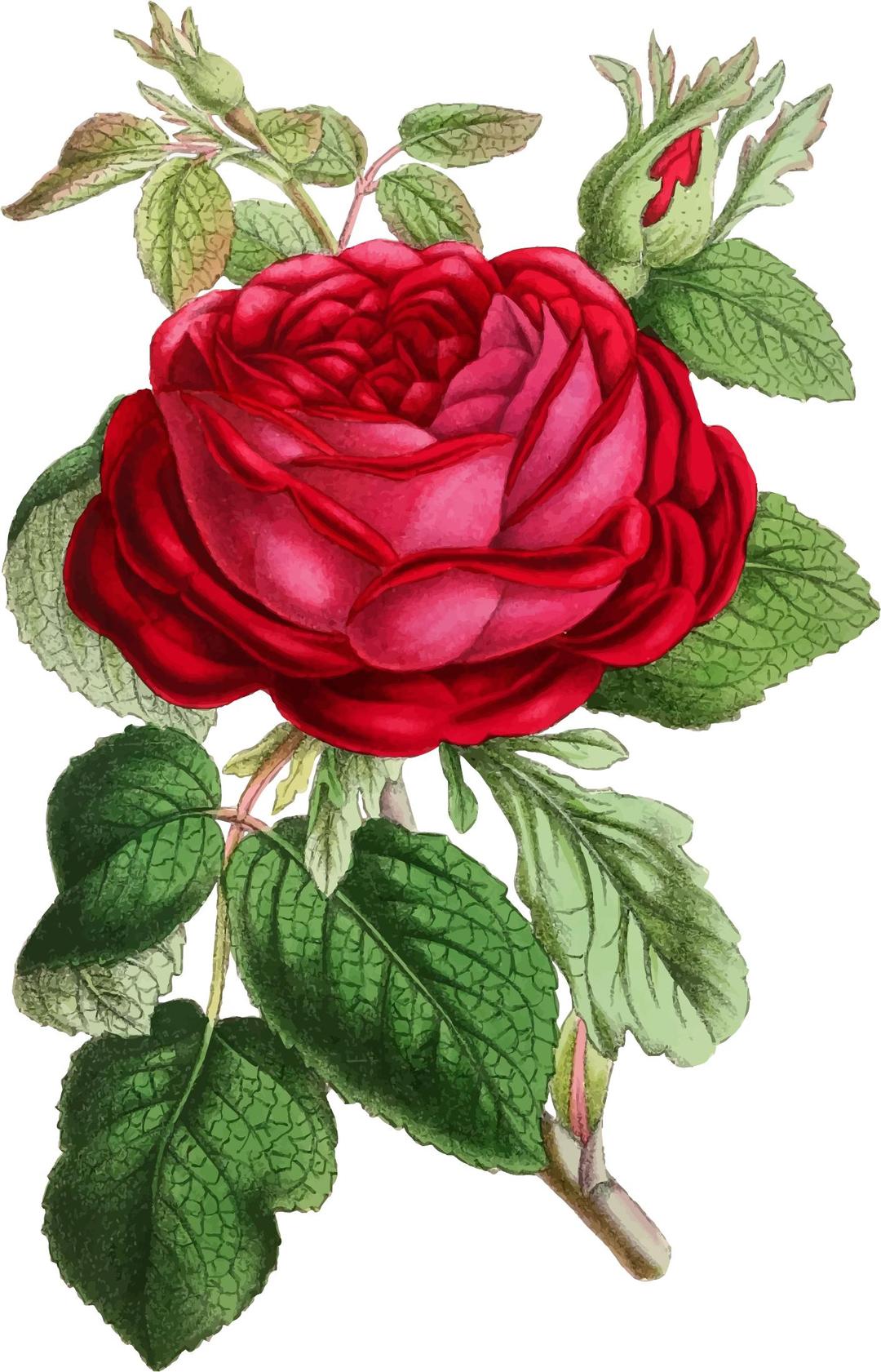 Vintage Rose Illustration png transparent