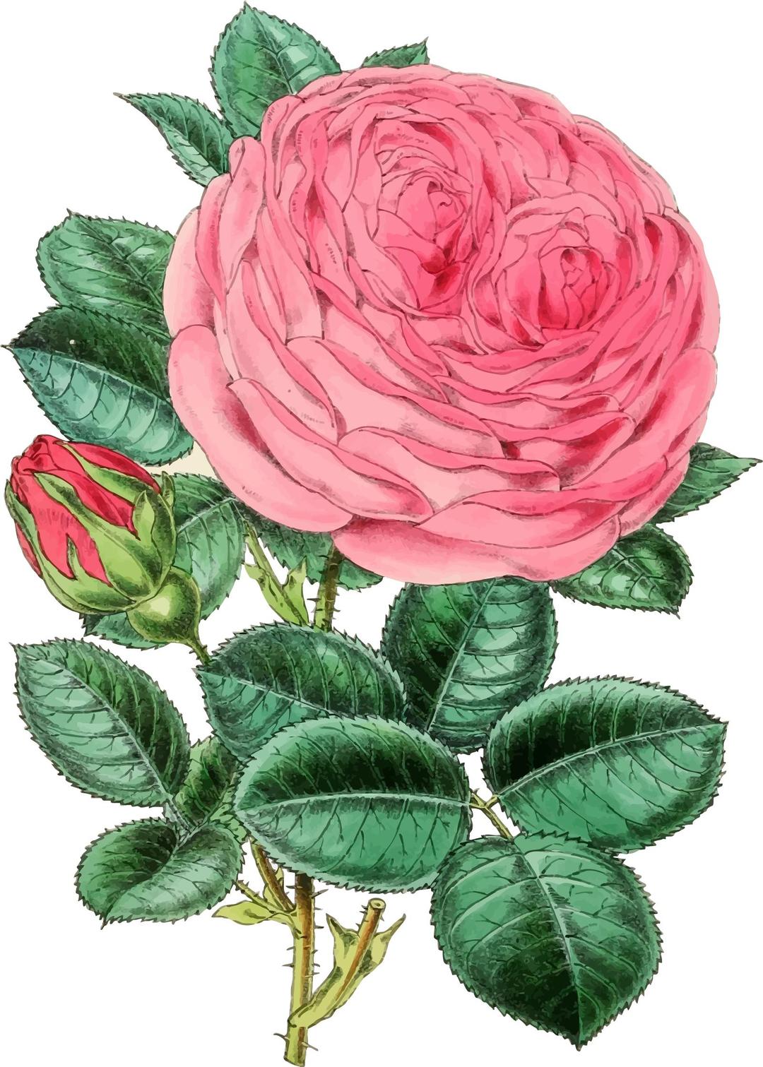 Vintage Rose Illustration 2 png transparent