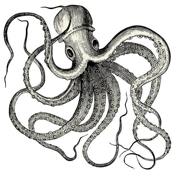 Vintate Octopus Tattoo png transparent