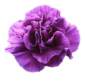 Violet Carnation png transparent