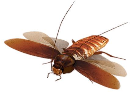 Virtual Cockroach png transparent