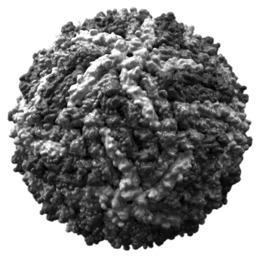 Virus Black and White png transparent