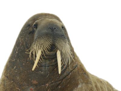 Walrus Close Up png transparent