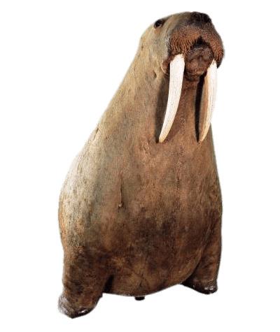 Walrus on His Front Paws png transparent